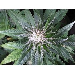 Skywalker Feminised Seeds