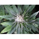 Skywalker Feminised Seeds