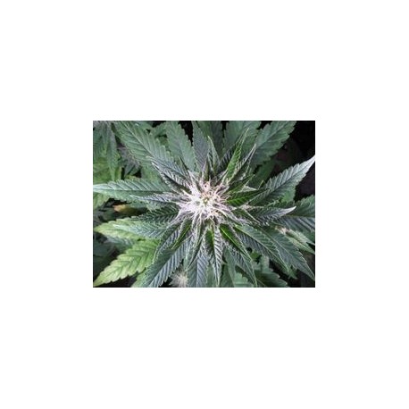 Wedding Gelato Feminised Seeds