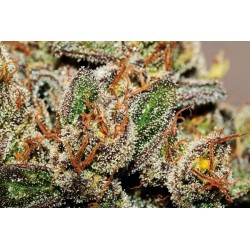 Tangie Feminised Seeds