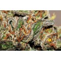 Tangie Feminised Seeds