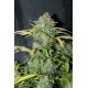 Amnesia Haze Feminised Seeds