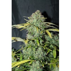 Amnesia Haze Feminised Seeds