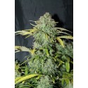 Amnesia Haze Feminised Seeds