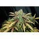 Amnesia Feminised Seeds 1 stk.