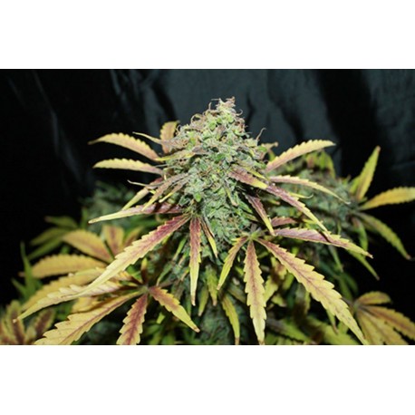 Amnesia Feminised Seeds 1 stk.