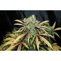 Amnesia Feminised Seeds