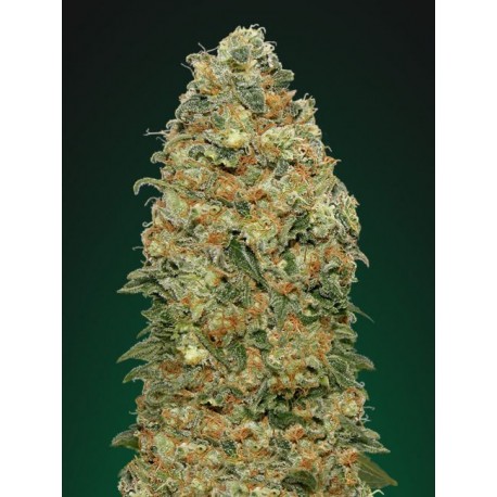 White Widow 5 stk. Feminiest