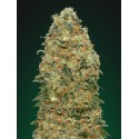 White Widow 5 stk. Feminiest