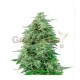 California Snow Autoflower 10 stk. fra GTD