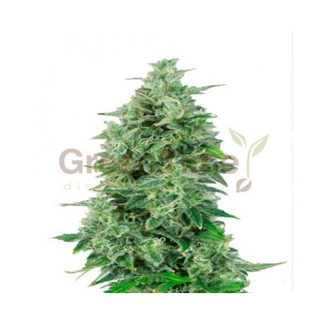 California Snow Autoflower 10 stk. fra GTD