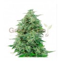 California Snow Autoflower 10 stk. fra GTD