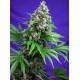 Killer Kush Fast 3 +1