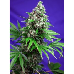 Killer Kush Fast 3 +1