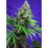 Killer Kush Fast 3 +1