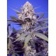 Pineapple Slush XL Auto 3+1
