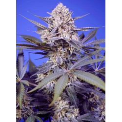 Pineapple Slush XL Auto 3+1