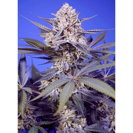 Pineapple Slush XL Auto 3+1