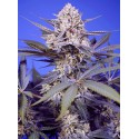Pineapple Slush XL Auto 3+1