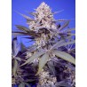 Pineapple Slush XL Auto 3+1