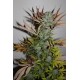 Gelato FAST Feminised Seeds 1 stk.