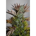 Gelato FAST Feminised Seeds.