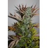 Gelato FAST Feminised Seeds.