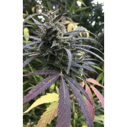 Blue Dream FAST Feminised Seeds.