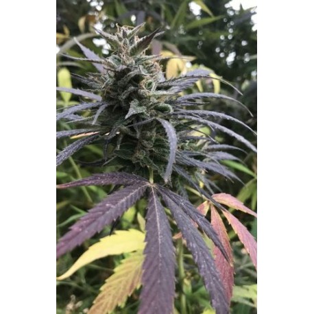 Blue Dream FAST Feminised Seeds.