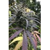 Blue Dream FAST Feminised Seeds.