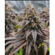Forbidden fruit Feminised Seeds.