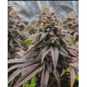 Forbidden fruit Feminised Seeds.
