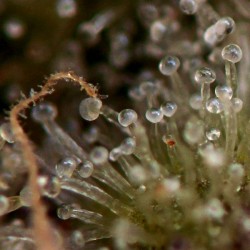 Gorilla Glue Auto Feminised Seeds