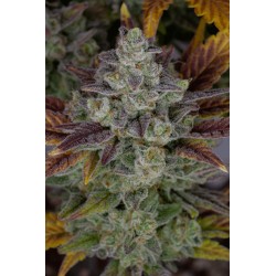 Gorilla Cookies Auto Feminised Seeds 1 stk.