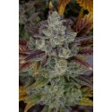 Gorilla Cookies Auto Feminised Seeds