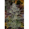 Gorilla Cookies Auto Feminised Seeds