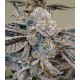 Runtz Fast Feminised Seeds