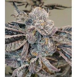 Runtz Fast Feminised Seeds
