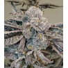 Runtz Fast Feminised Seeds