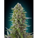 Northern Lights Auto Feminised