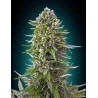 Northern Lights Auto Feminised