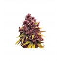 Critical Purple Autoflower 10 stk. fra GTD
