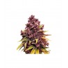 Critical Purple Autoflower 10 stk. fra GTD