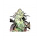 Gorilla Glue Autoflower 10 stk. fra GTD