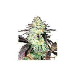 Gorilla Glue Autoflower 10 stk. fra GTD