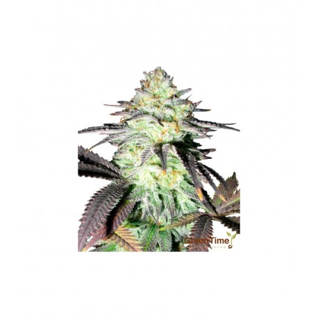 Gorilla Glue Autoflower 10 stk. fra GTD