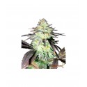 Gorilla Glue Autoflower 10 stk. fra GTD