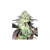 Gorilla Glue Autoflower 10 stk. fra GTD