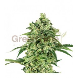 Deymos Autoflower 10 stk. fra GTD