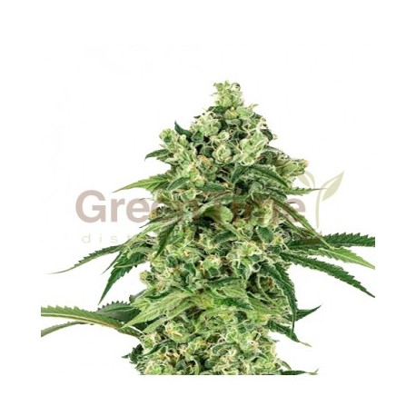 Deymos Autoflower 10 stk. fra GTD